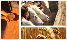 Cattle food equipments | ALIMAT